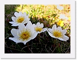 lapinvuokot Dryas octopetala2 * 800 x 602 * (360KB)